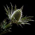 Distel