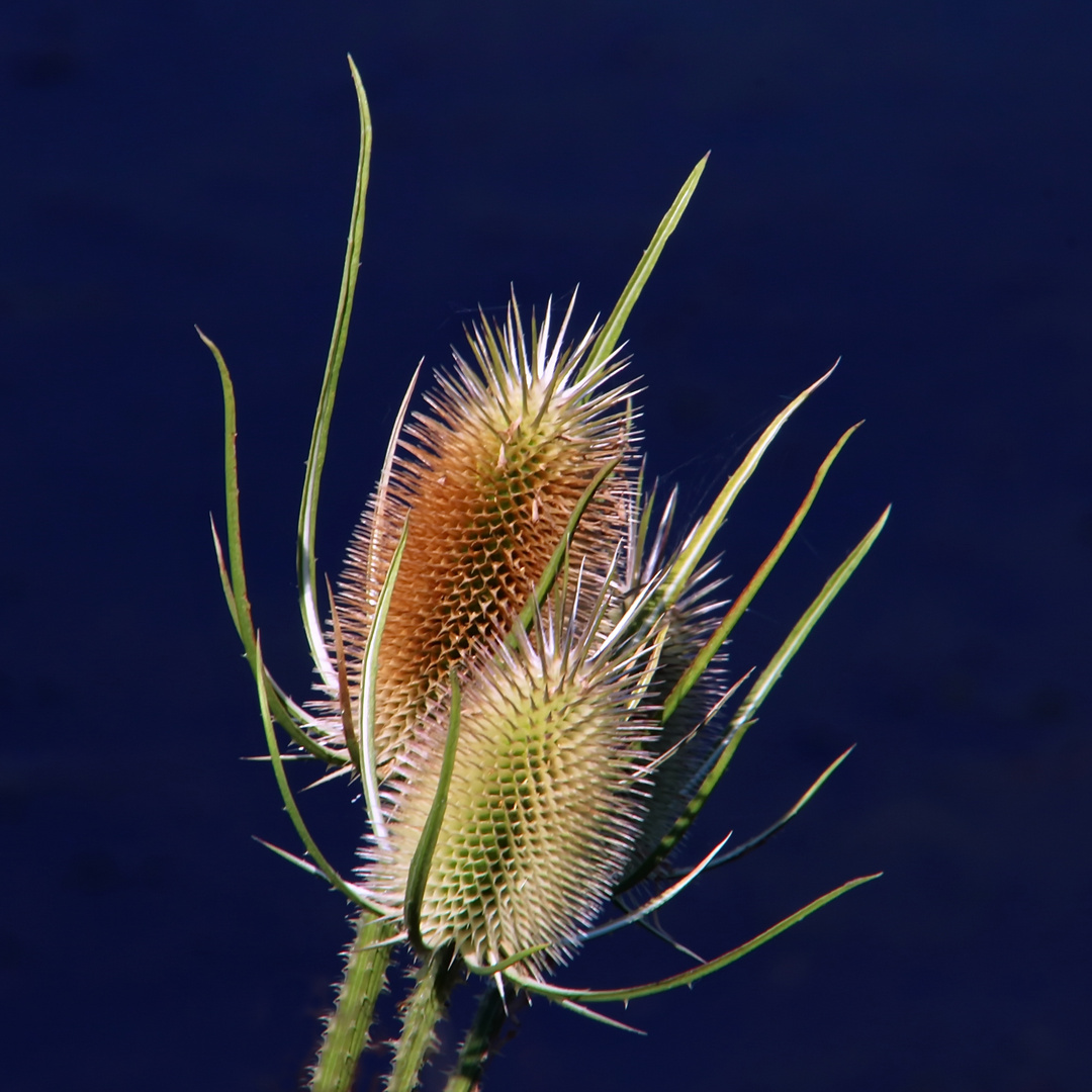 Distel