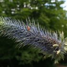 Distel