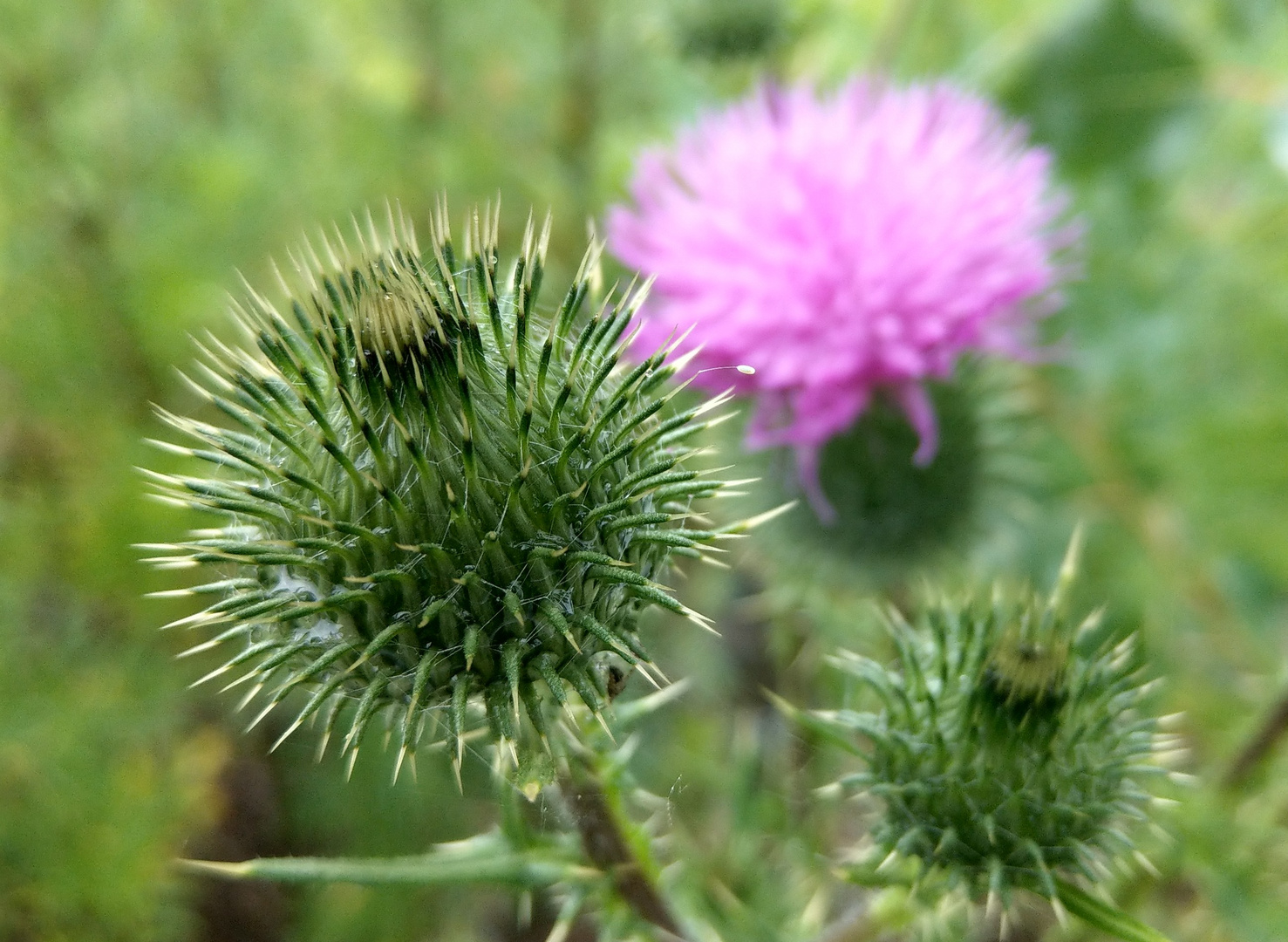 Distel