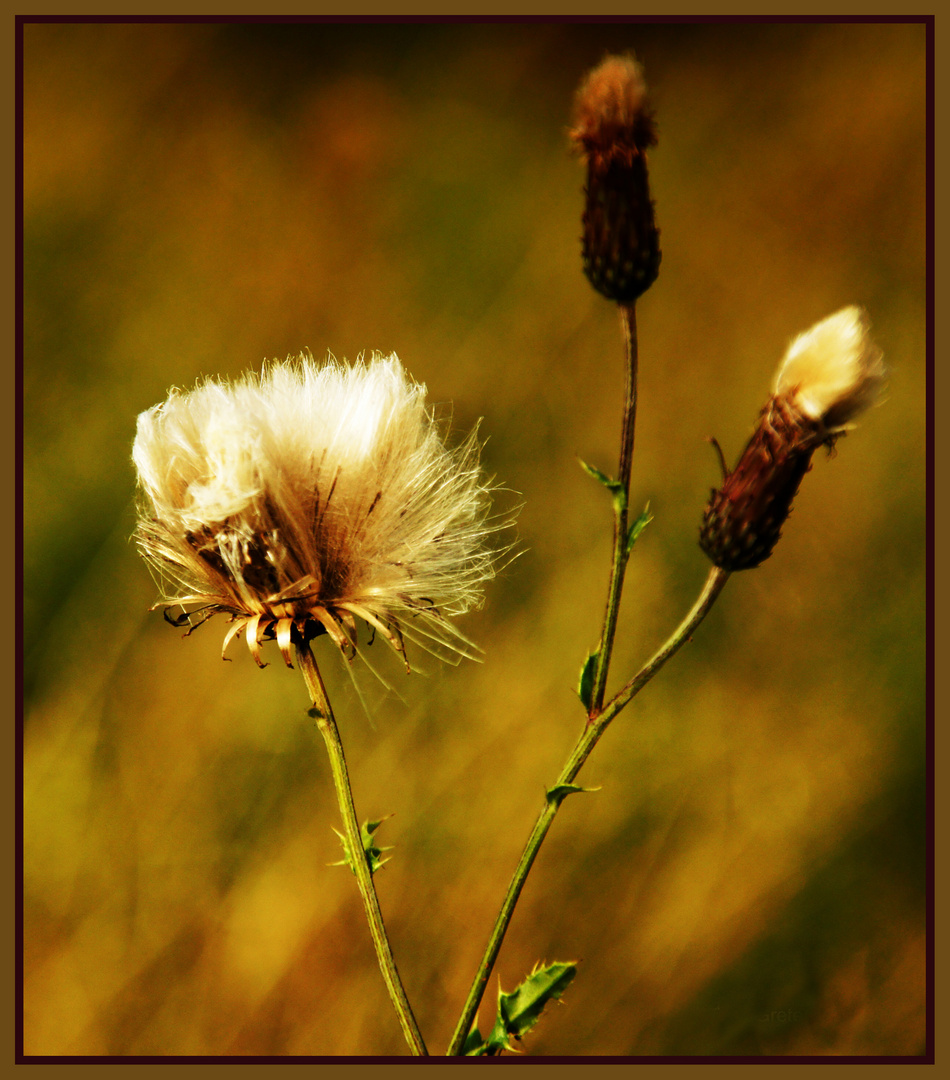 Distel