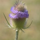 Distel: Dipsacus Fullonum 1 - Staude des Jahres 2019