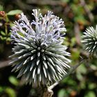 Distel DSC_8855