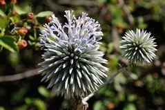 Distel DSC_8855