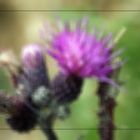 Distel durch Milchglas