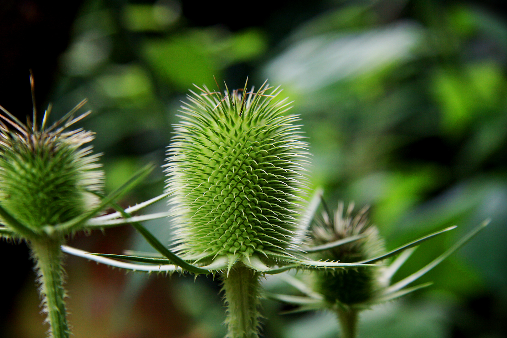 Distel