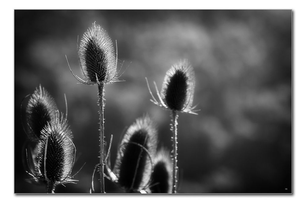 Distel