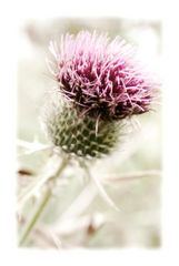 Distel