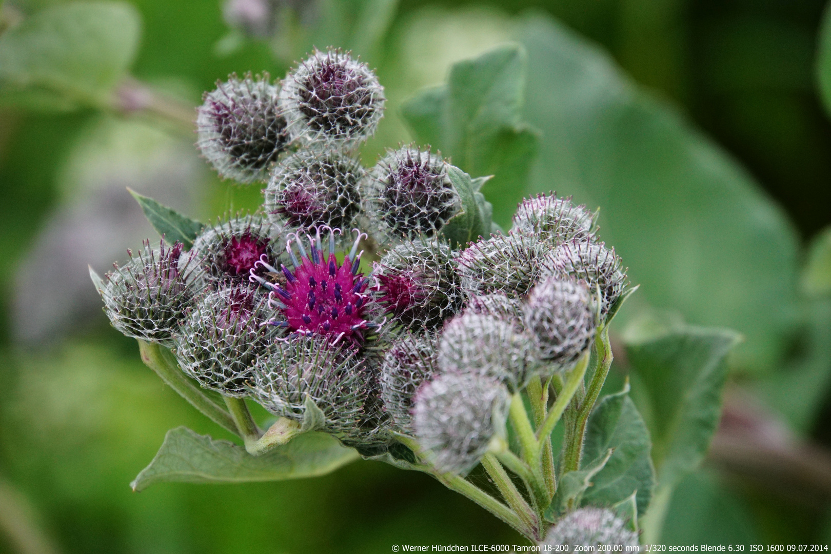 Distel