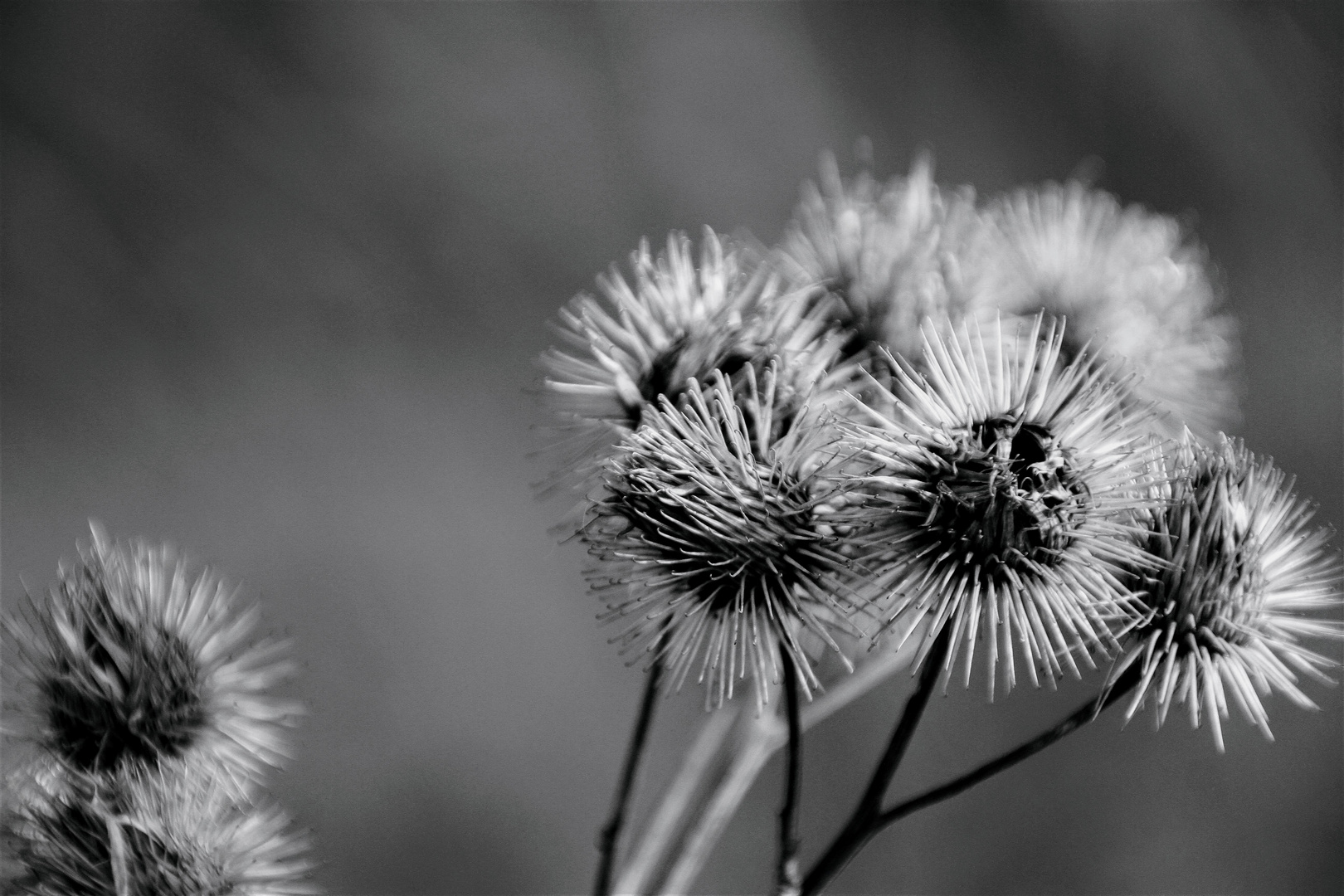 Distel 