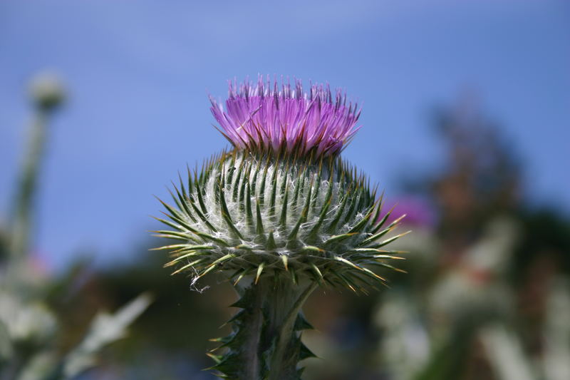 Distel