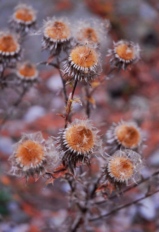 Distel