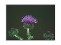 ... distel ...