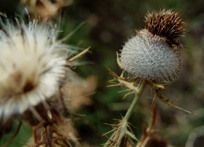 Distel