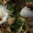 Distel