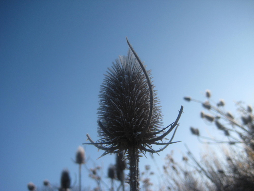 Distel