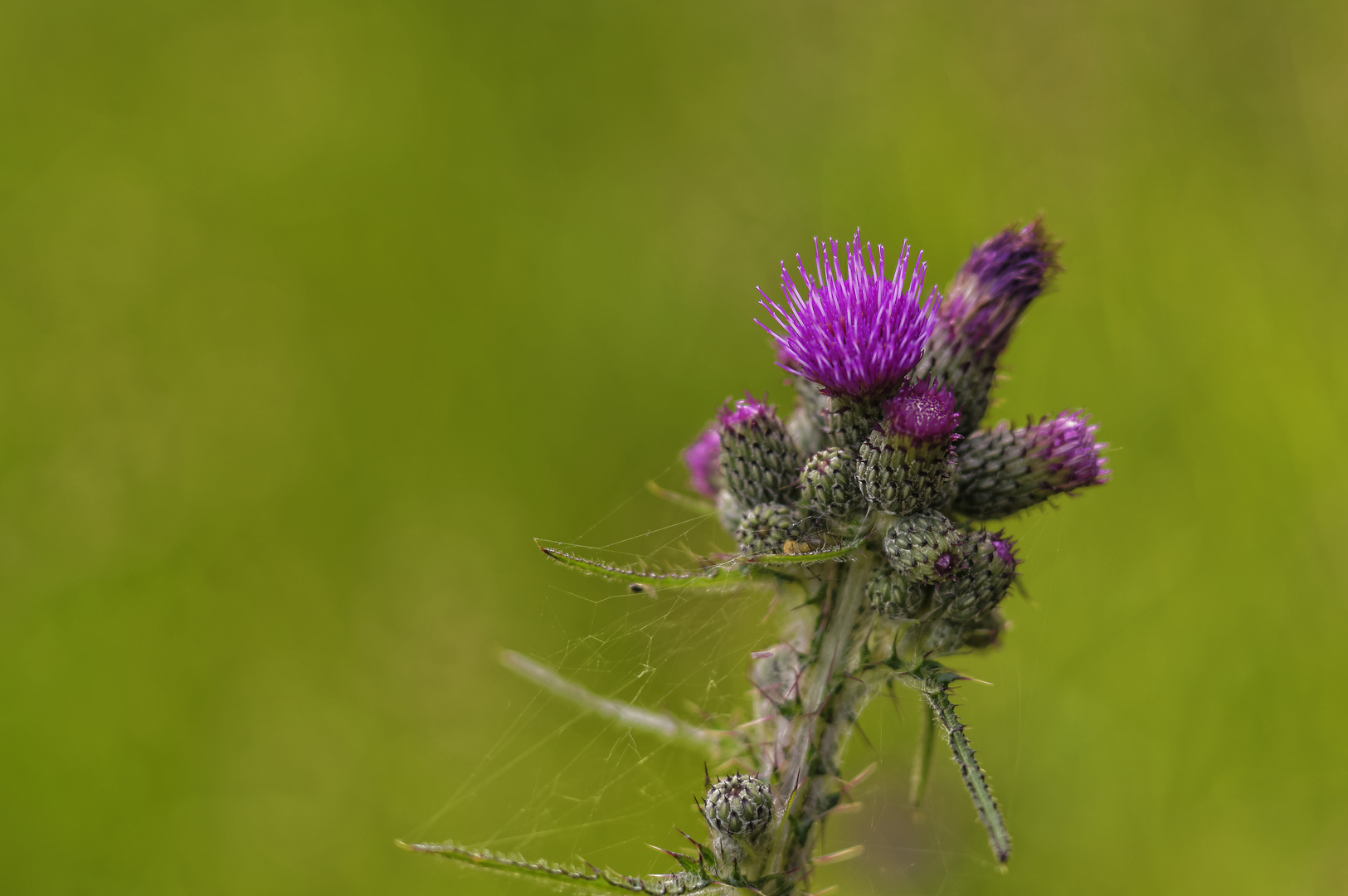 Distel