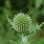 Distel