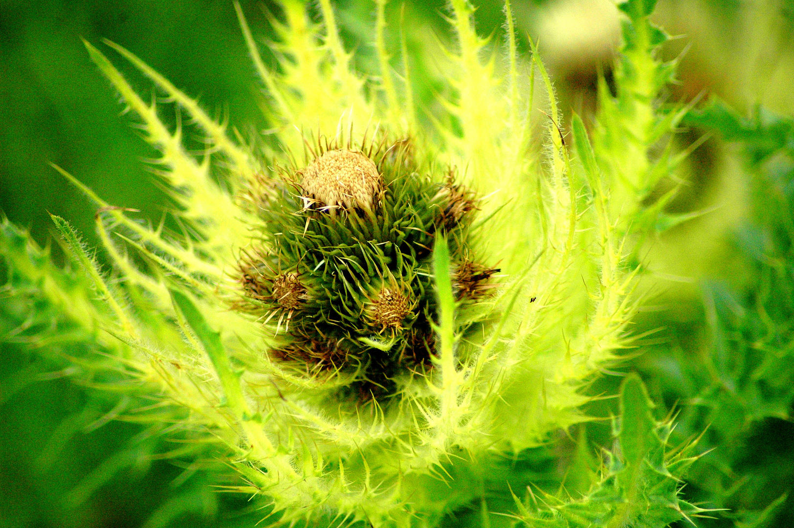 Distel