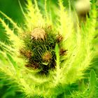 Distel