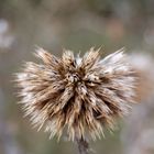 Distel