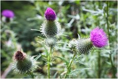 Distel
