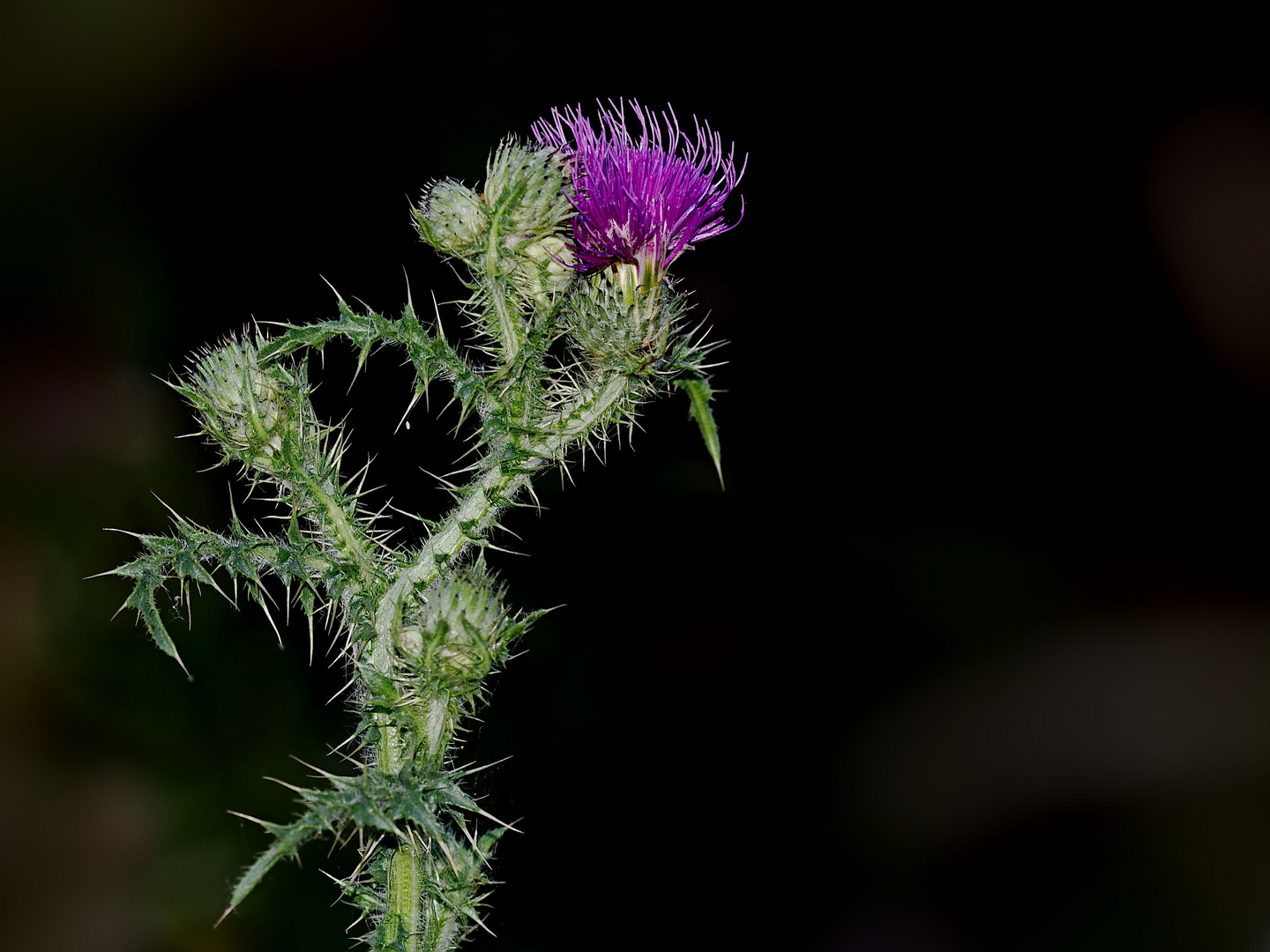 Distel