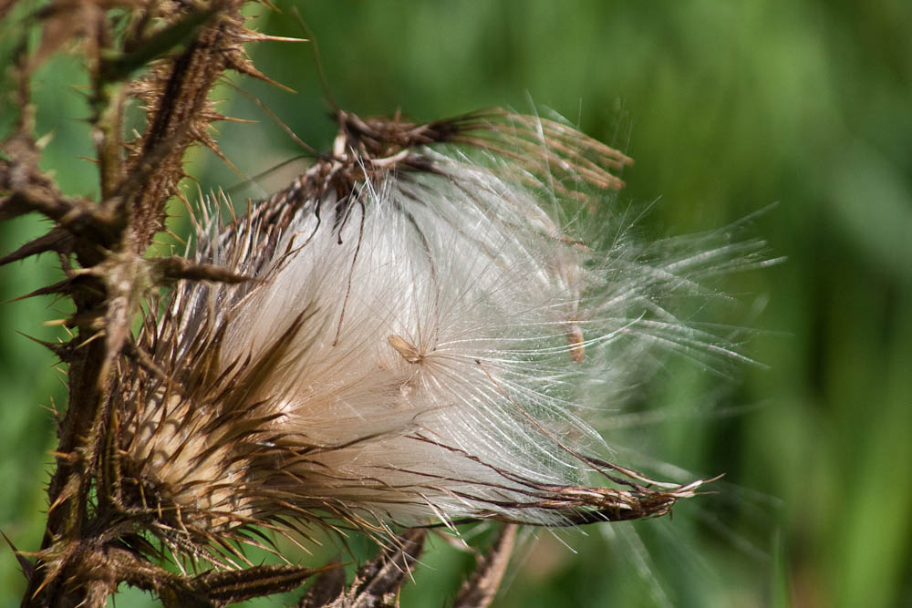 Distel