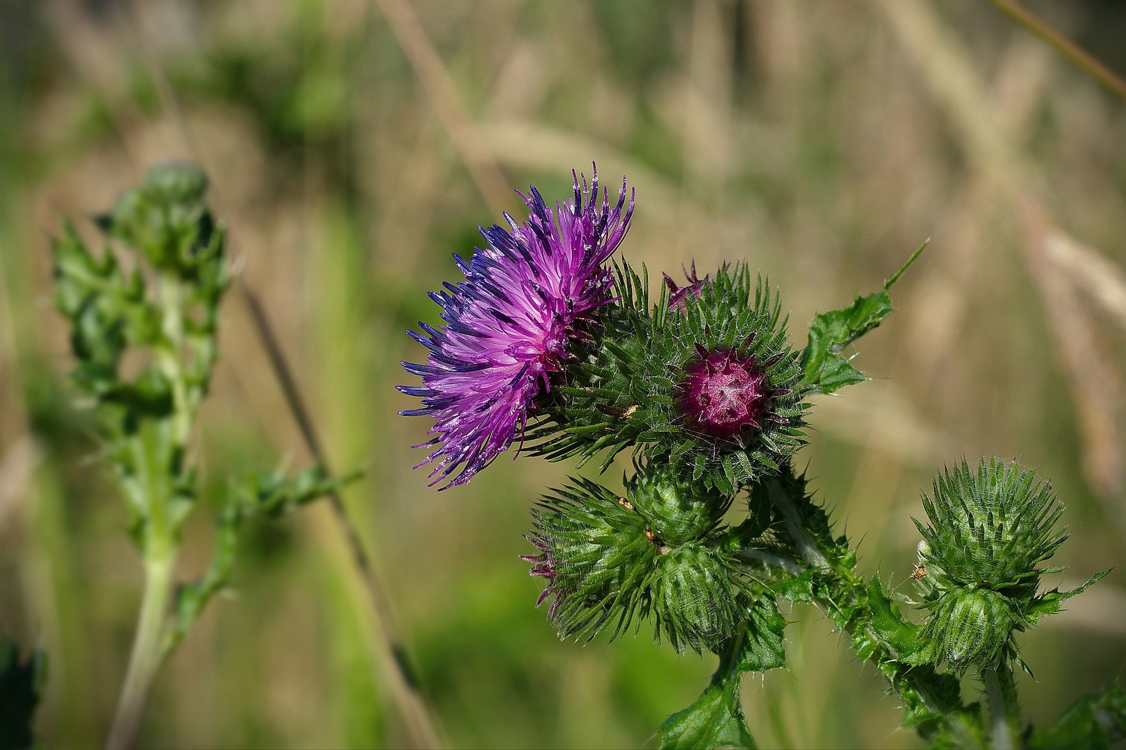 Distel