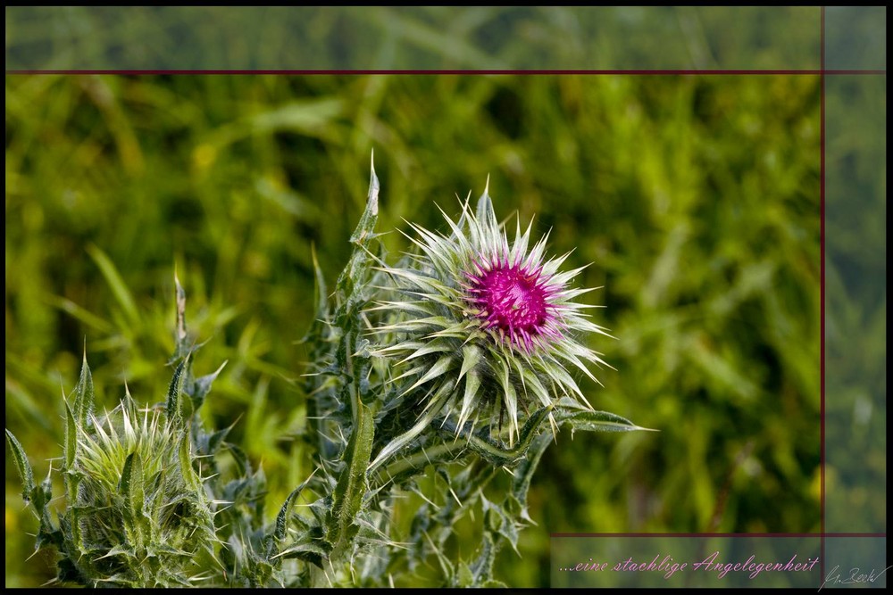 ...Distel, eine stachlige Angelegenheit!