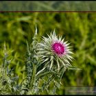 ...Distel, eine stachlige Angelegenheit!