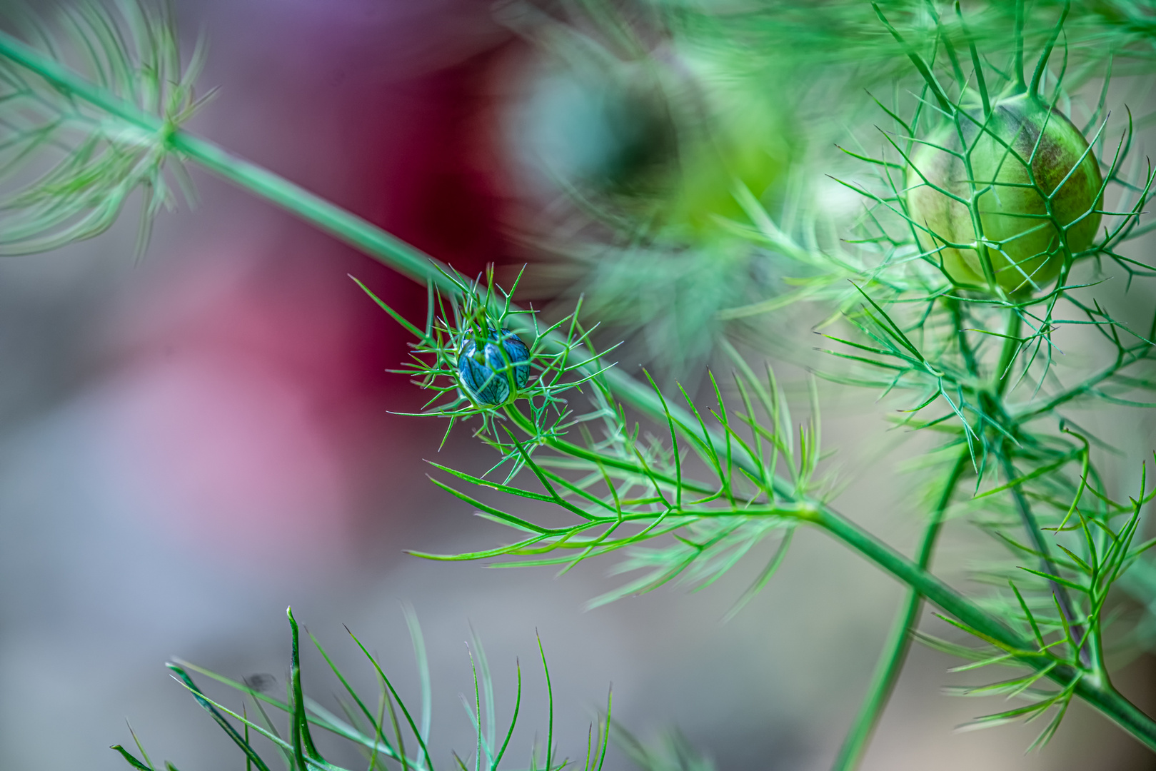 Distel, einmal anders