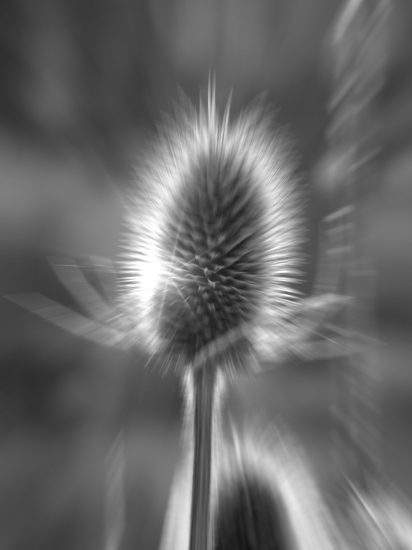 Distel