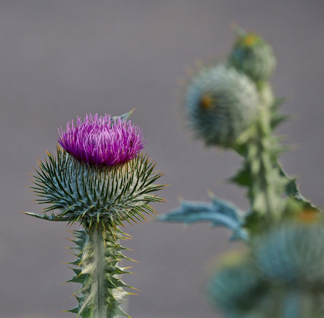 Distel