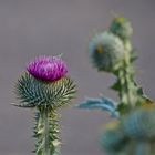 Distel