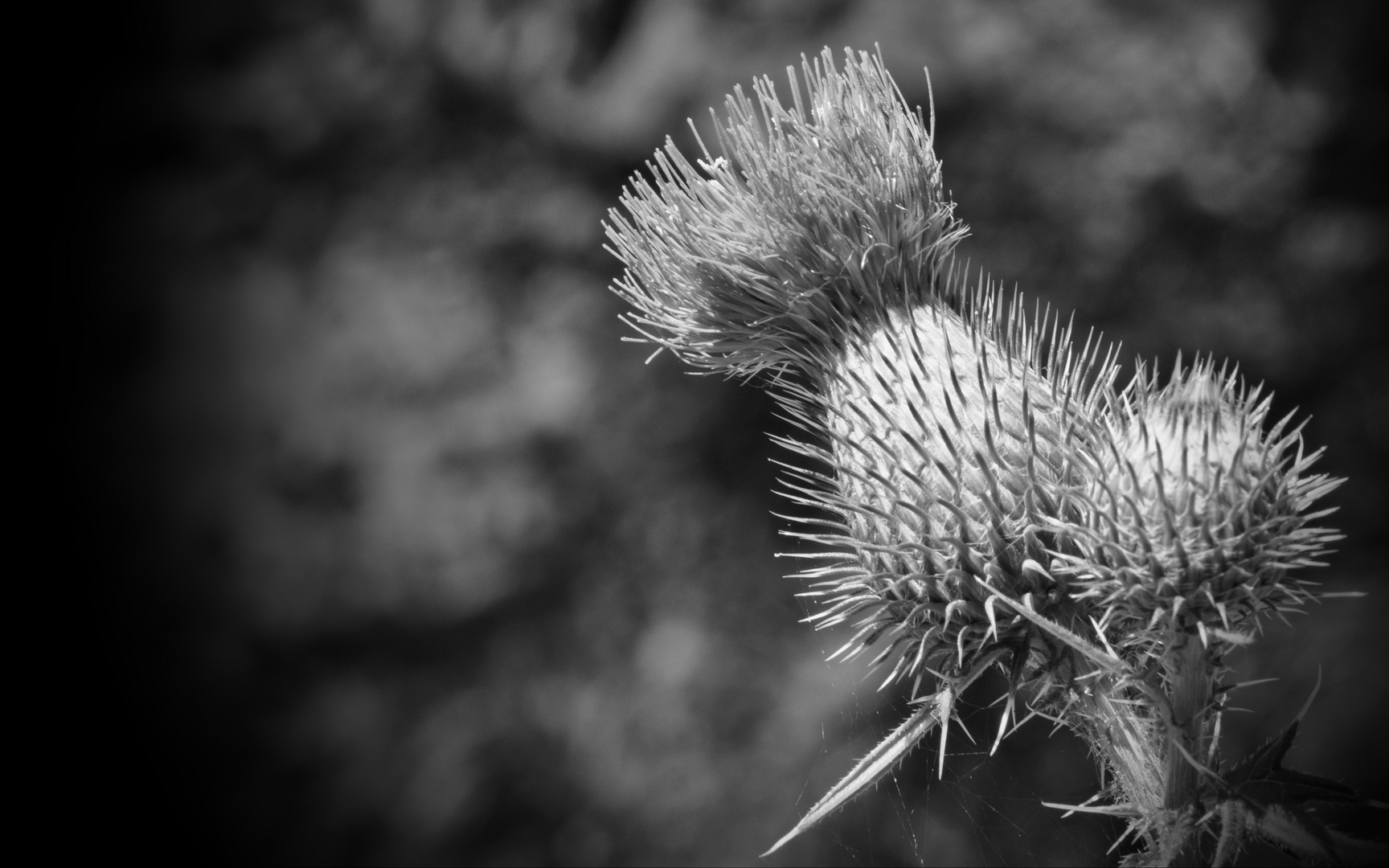 Distel....