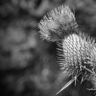 Distel....