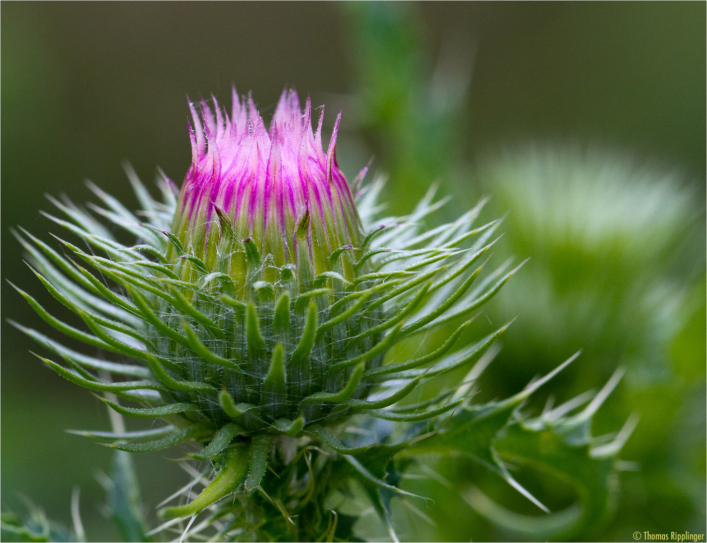 Distel... Foto & Bild pflanzen, pilze & flechten, blüten