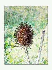 Distel