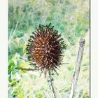 Distel