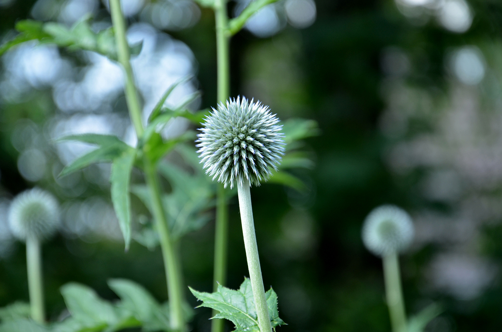 Distel ?