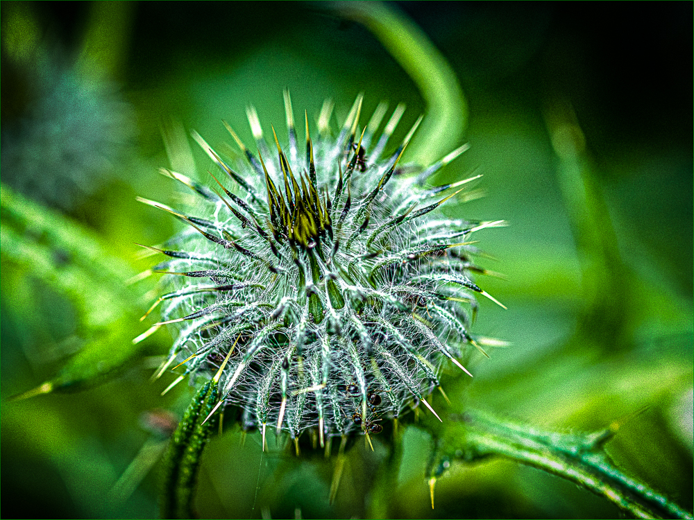 Distel