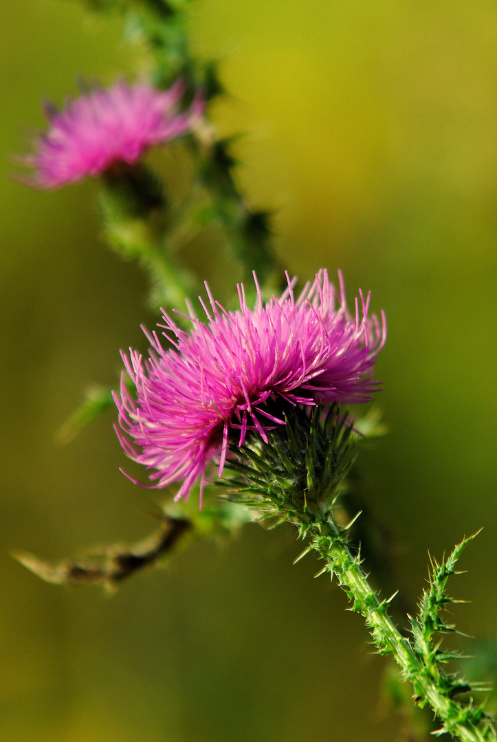 Distel