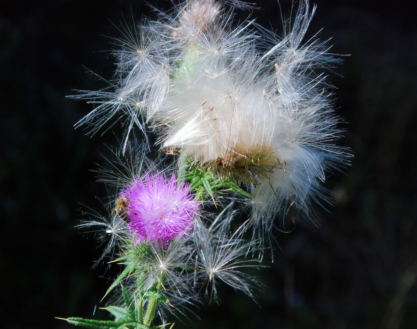 Distel