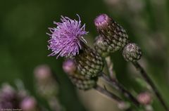 Distel