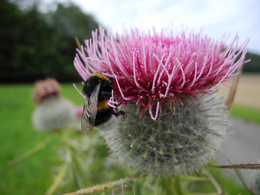 Distel von Tom Lindner