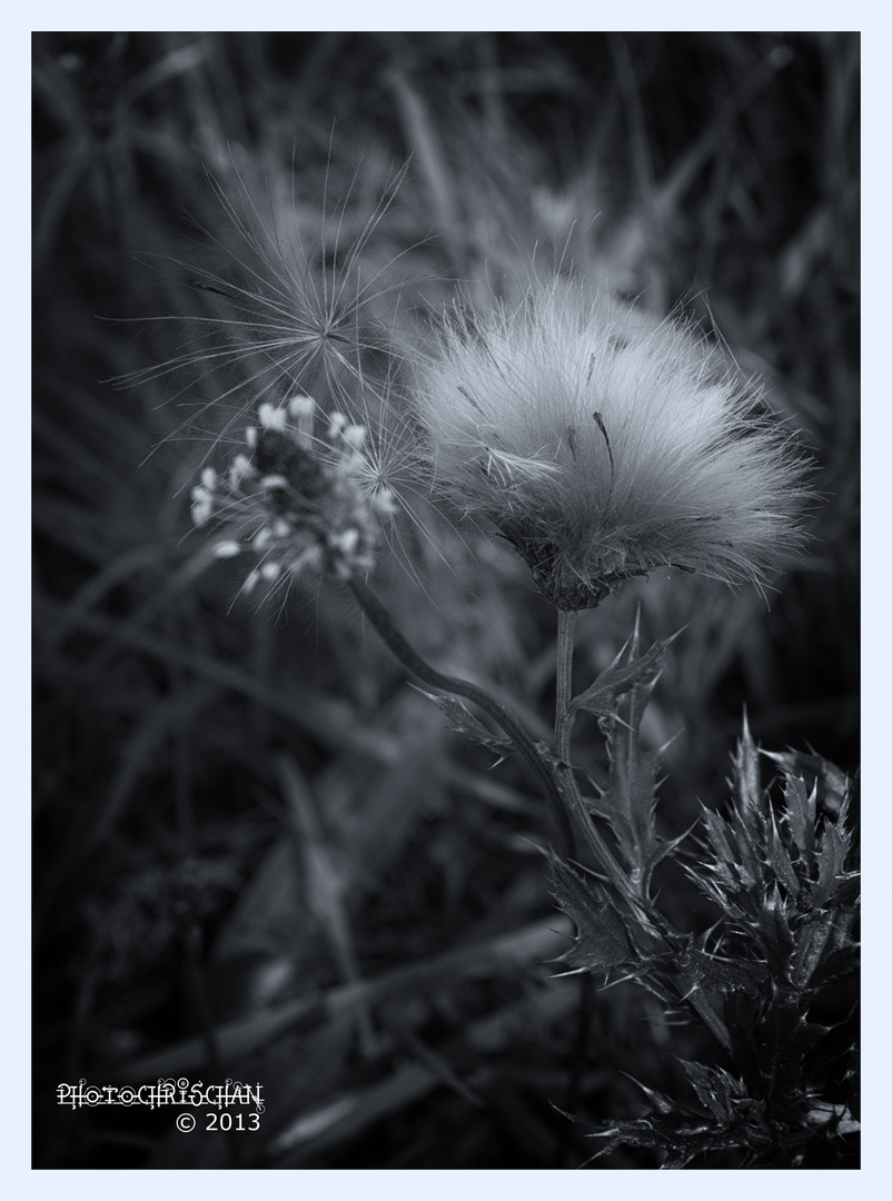 .: Distel :.