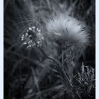 .: Distel :.