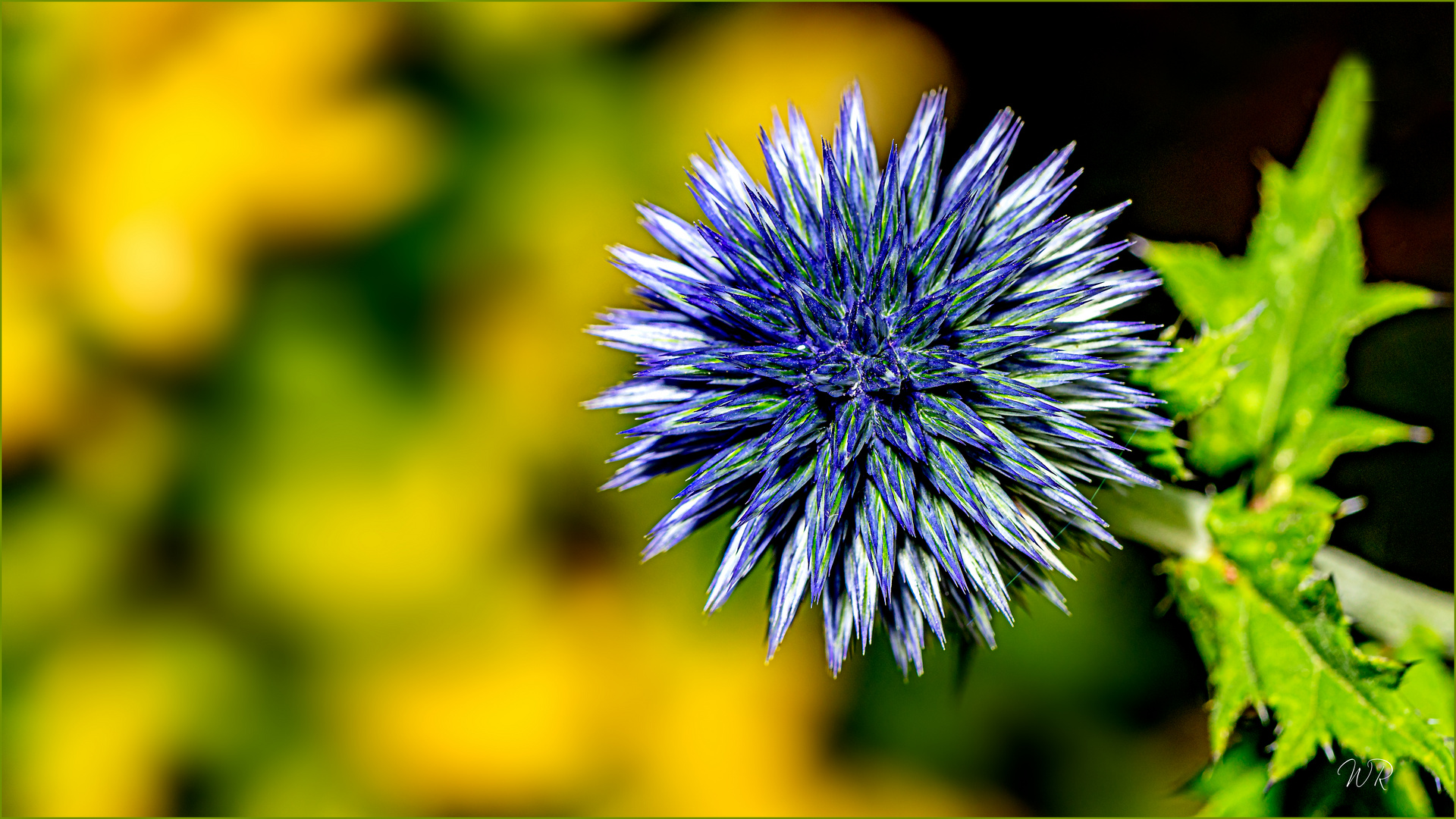 Distel Foto & Bild natur, blüten, kreativ Bilder auf