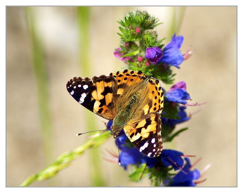 Distel + Falter...